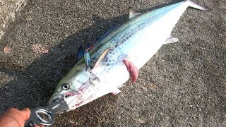 34kilograms Spanish Mackerel  Light Shore Jigging [upl. by Birdella]