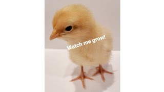 Chicken growth timelapse Buff Orpington [upl. by Acnairb]