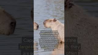 Capybara The Friendliest Animal with a Wild Twist [upl. by Pearman336]