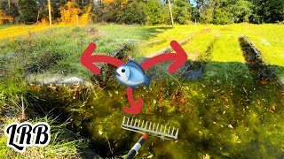 Pond Weed Control Before and After Fish Breeding Ponds Cleanup and Exploration Ricefish and More [upl. by Vasta657]