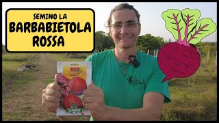 COME e QUANDO seminare la BARBABIETOLA o BIETOLA ROSSA sulla BAULATURA  Tutorial Agricoltura [upl. by Kirstyn]