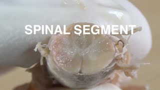 SPINAL SEGMENT [upl. by Lotta930]