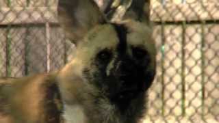 African Painted Dogs Preview  Cincinnati Zoo [upl. by Annaihs]