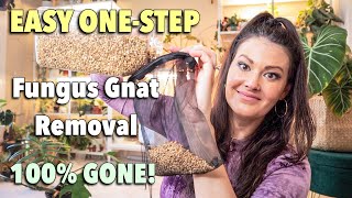 Easy One Step  How To Get Rid Of Fungus Gnats  100 Guarantee  Fungus Gnat Prevention [upl. by Ainavi]