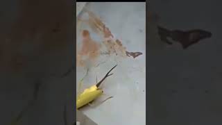 Praying Mantis infested by strange parasite animals nature scary mystery [upl. by Divad566]