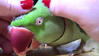 Preening My Parrot  Sir William Gets a Massage  SOOTHING VIDEO [upl. by Katrinka]