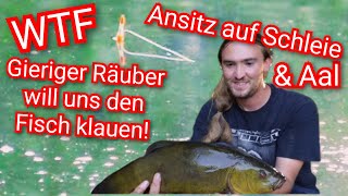 Gieriger Räuber will uns den Fisch klauen 😅🙈Angeln auf Schleie amp Aal [upl. by Yesrej]