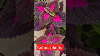 Coleus khubsurat Patto wala Paudha coleus shorts terracegardening garden [upl. by Bick701]