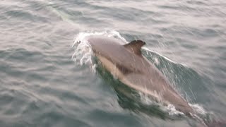 SAILING WITH DOLPHINS [upl. by Eelnodnarb126]