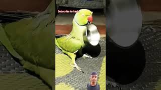 🐦🦜 parrott alexa cut mittoo [upl. by Terchie]