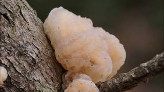 Tremella encephala Pers1801 [upl. by Efren]