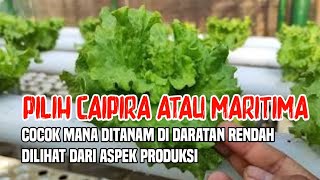 Perbedaan karakter selada caipira dan maritima ditanam didaratan rendah pertimbangan untuk produksi [upl. by Lajet378]