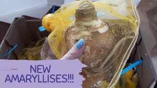 HOW TO CHOOSE HEALTHY AMARYLLIS BULBS Unboxing of new amaryllis bulbs from Fluwel [upl. by Tarttan]