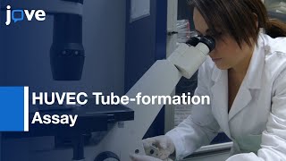 HUVEC Tubeformation Assay in Angiogenesis  Protocol Preview [upl. by Gibe]