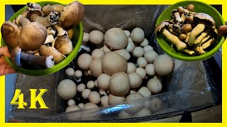 Eigene Champignons im Haus züchten  Pilz Fertigbox von Pilzmännchen  Ernte der Steinchampignons [upl. by Brechtel435]