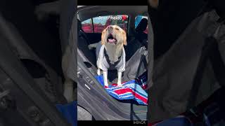 Car ride excitement 🚗 🐾 dog shorts tocatoca youtubeshorts trending petlife happy cute [upl. by Atalante]