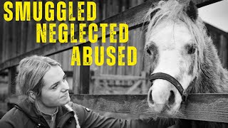 26 HORSES RESCUED BY WORLD HORSE WELFARE [upl. by Humfrid]