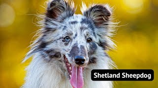 Shetland Sheepdog The Mini Sheepdog Youll Fall For [upl. by Ardeahp529]