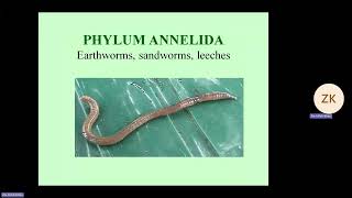 Phylum of Worms  Biology 1st Year Chapter 10  Professor Zia Ul Haq  Unique LDA [upl. by Awe]