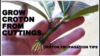 How to Grow Croton From Cuttings  FAST amp EASY [upl. by Schulze951]