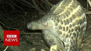 Rare footage of wild giant pangolins  BBC News [upl. by Atsev851]