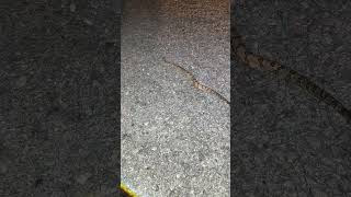 2 RATTLESNAKES in one night reptiles nature animals snake [upl. by Haya]