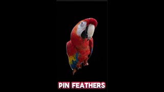 Preening my Scarlett Macaw’s pin feathers Satisfying birds macaw cute satisfying [upl. by Cheyne]