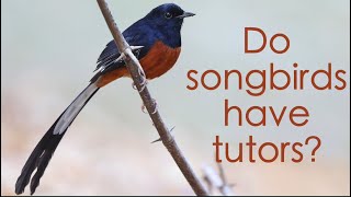 Do songbirds have tutors [upl. by Arline717]