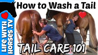 How I Wash My Horses Tail  Horse Tail Care  Life With Horses TV [upl. by Desi131]