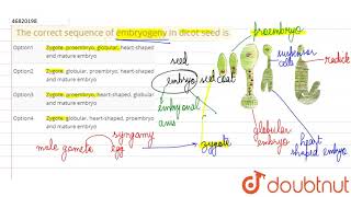 The correct sequence of embryogeny in dicot seed is [upl. by Ecinaj]