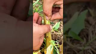 Trees Grafting skill Master plants grafting tree graft nature farming fruittrees yt short [upl. by Lehar]