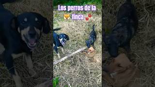 Sonido de perros ladrando en el campo 2024 [upl. by Areip]