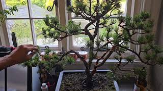 Mugo Pine Bonsai Tree Shaping amp Pinching [upl. by Lettie220]