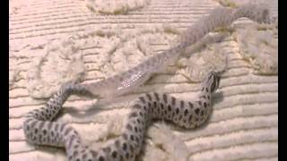 Western Hognose snake shedding [upl. by Tabbitha]