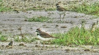 Killdeer Running [upl. by Adia]