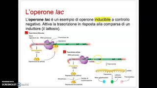 La regolazione genica nei procarioti  operone lac e trp [upl. by Farl]