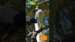 PAVO Real Azul Cantando  PAVO Real Blanco HERMOSO shorts [upl. by Hanoy]