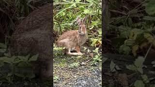 COTTONTAIL RABBITS are also known as EASTERN COTTONTAIL or SYLVILAGUS FLORIDANUS [upl. by Tongue680]