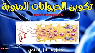 تكوين الحيوانات المنوية Spermatogenesis 💪 [upl. by Rafaello331]