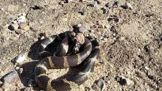 King snake vs Rattlesnake Oro Valley Az [upl. by Andrey256]