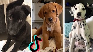 Dogs Doing Funny Things Tik Tok  Cutest Puppies TIKTOK Compilation  Fluppy [upl. by Kra741]