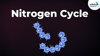 Nitrogen Fixation  Nitrogen Cycle  Microorganisms  Dont Memorise [upl. by Crompton461]