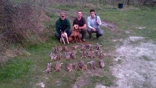 Chasse du lapin de garenne [upl. by Linc]