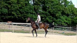 Bridleless dressage  natural collection 72011 [upl. by Hagi758]