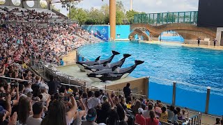 Orca Encounter Full Show  SeaWorld Orlando 10282024 [upl. by Spoor]