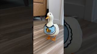 My personal vacuum shorts petduck [upl. by Edya]