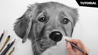 How to Draw a Realistic Dog  Tutorial for BEGINNERS [upl. by Negris]