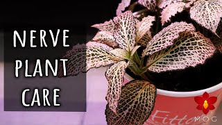 How to grow Fittonia Plants if you dont have time to water  Basic Houseplant Care for Beginners [upl. by Benita]