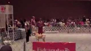 2006 AKC National Obedience Invitational  Winner [upl. by Chun]