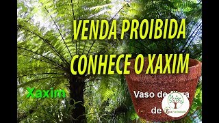 Xaxim Venda Proibida entenda e conheça os motivos no giro em Trindade RJ [upl. by Pisarik]